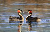 Great Crested Grebeborder=